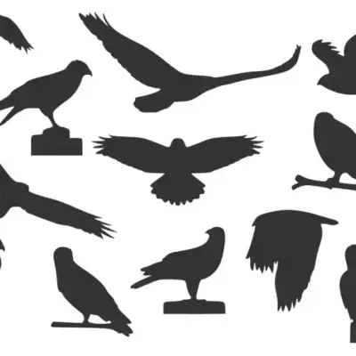 Siluetas de Aves Rapaces en Vinilo