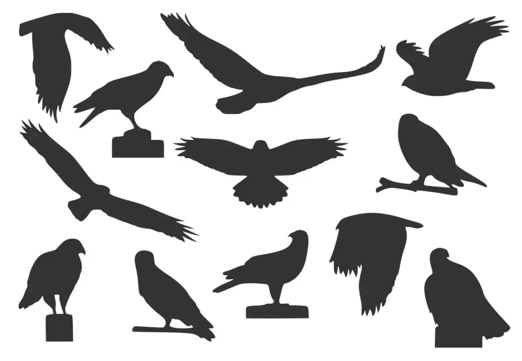 Siluetas de Aves Rapaces en Vinilo