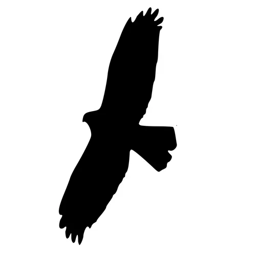Siluetas de Aves Rapaces en Vinilo