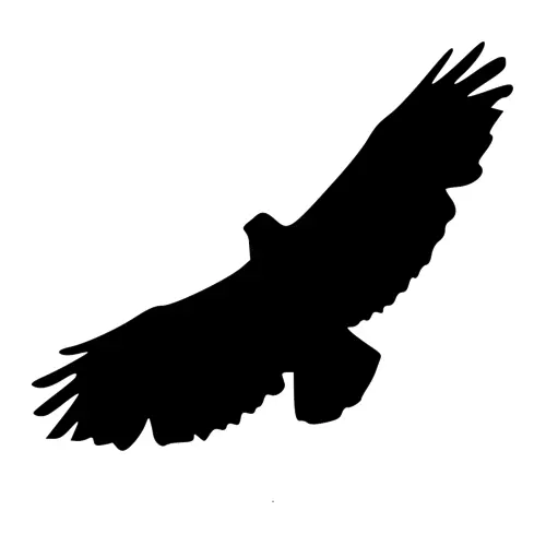 Siluetas de Aves Rapaces en Vinilo