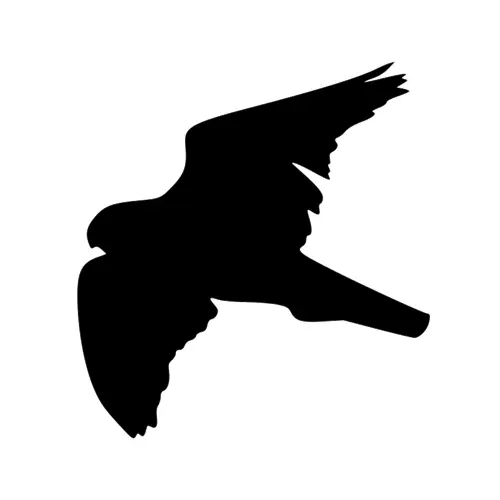Siluetas de Aves Rapaces en Vinilo